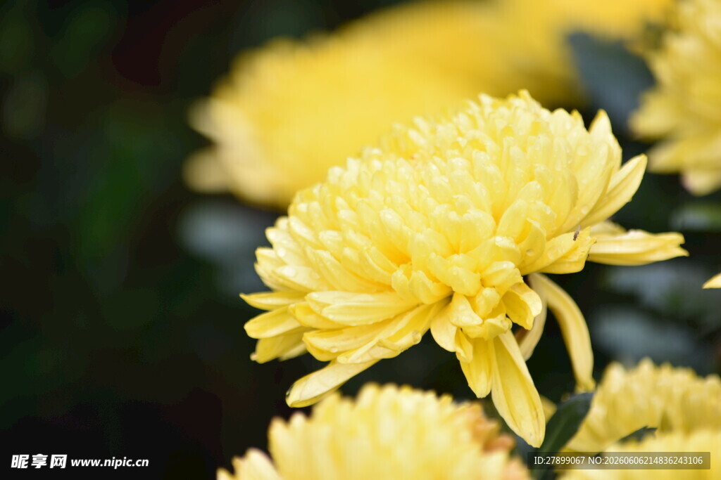 菊花
