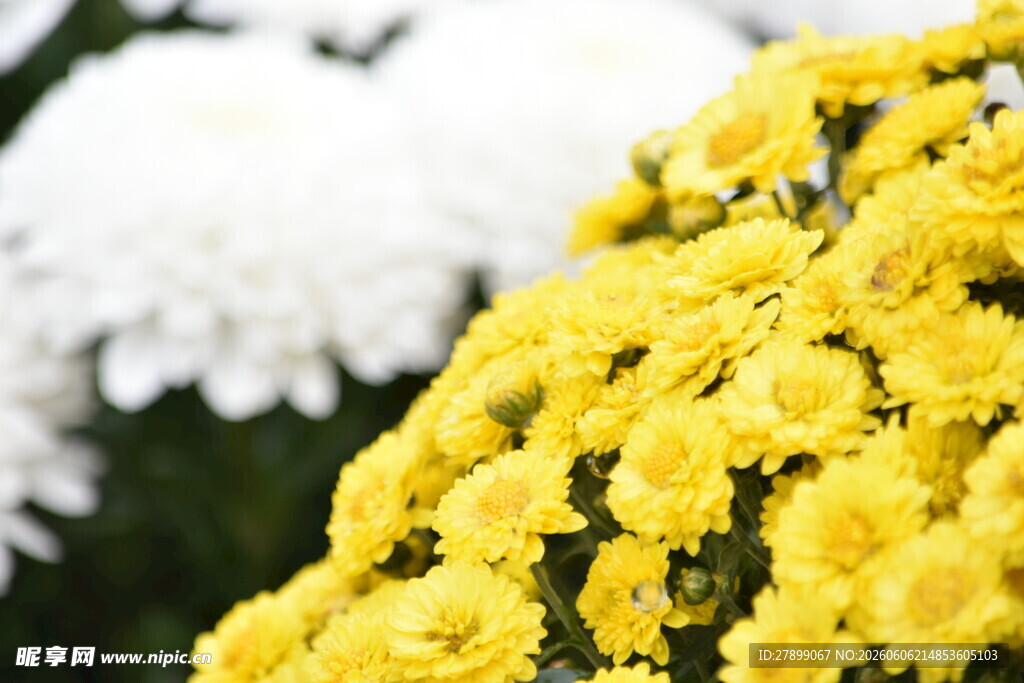菊花