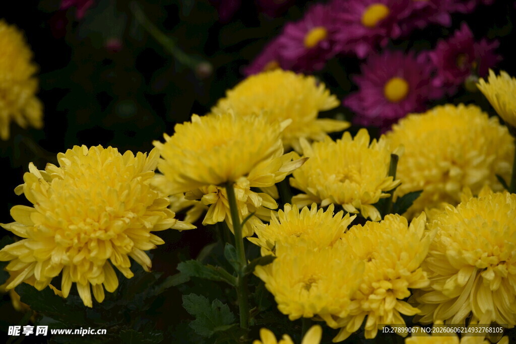 菊花