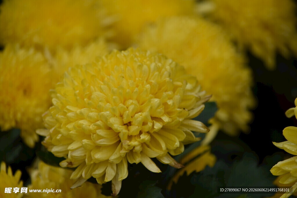 菊花