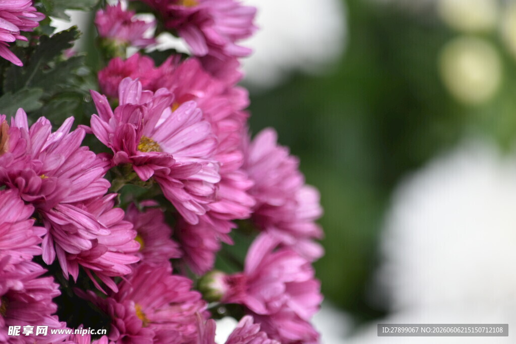菊花