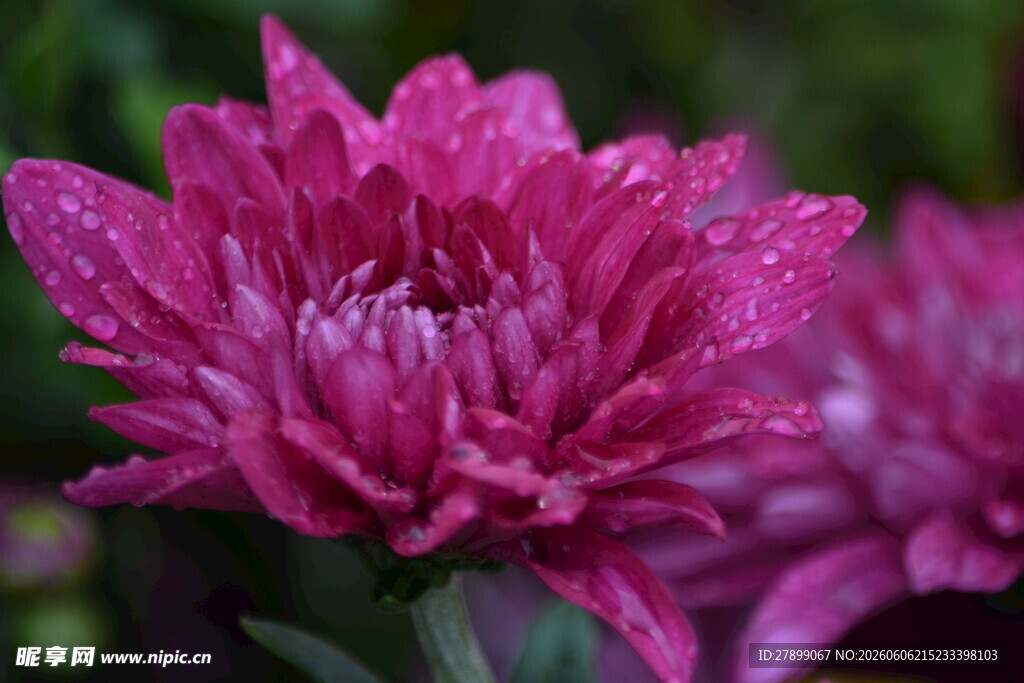 菊花