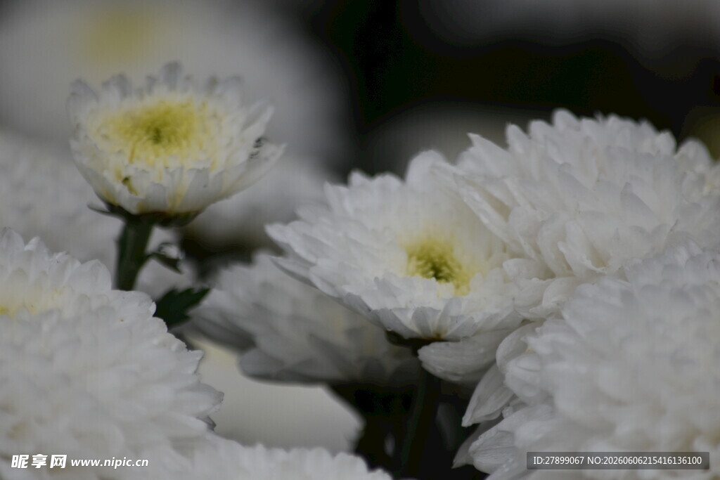 菊花