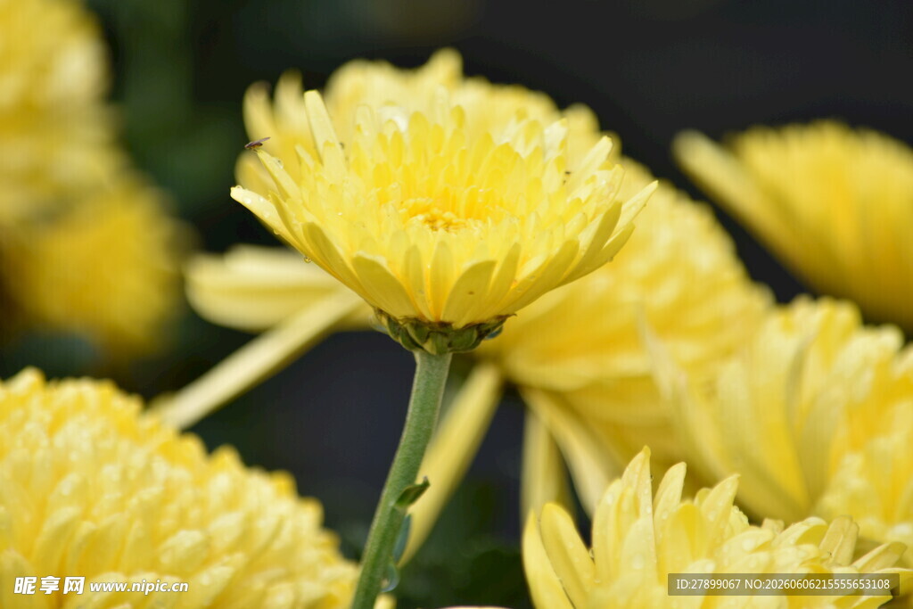 菊花