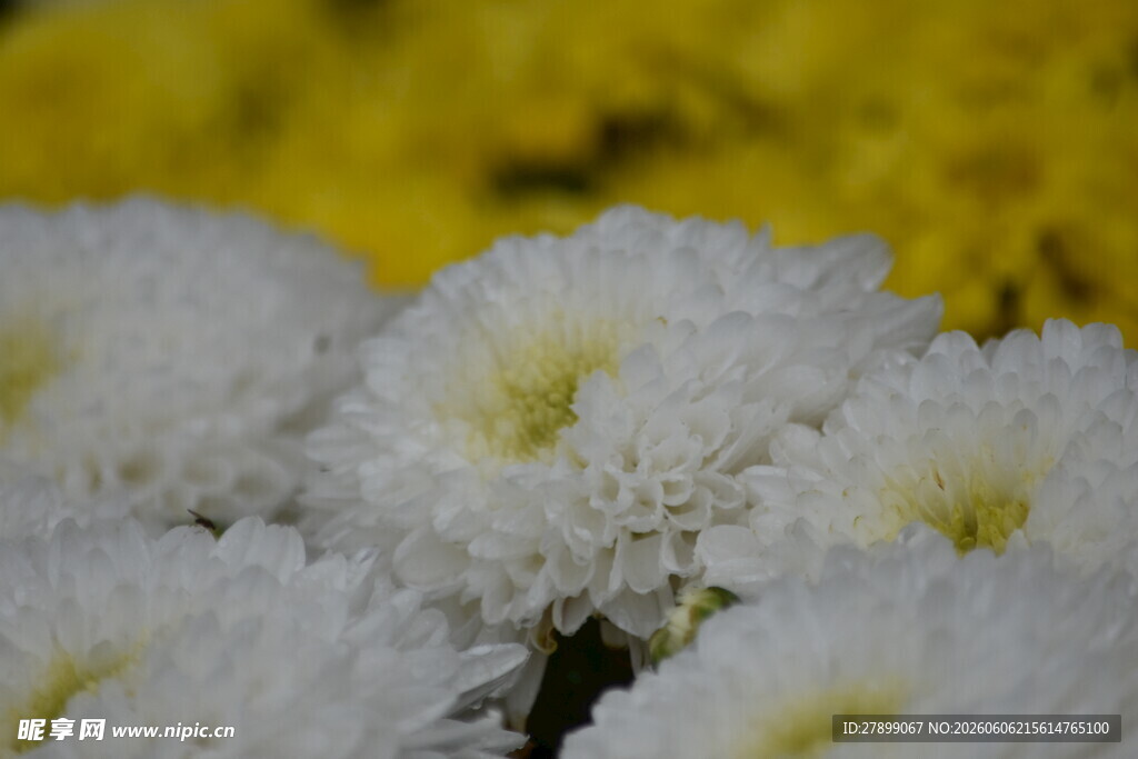 菊花