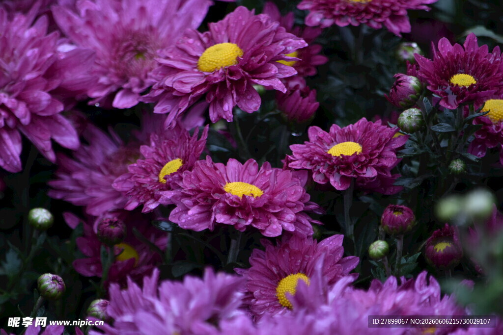 菊花
