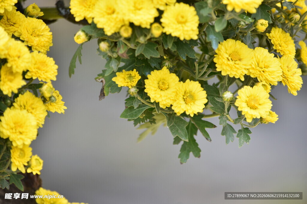 菊花