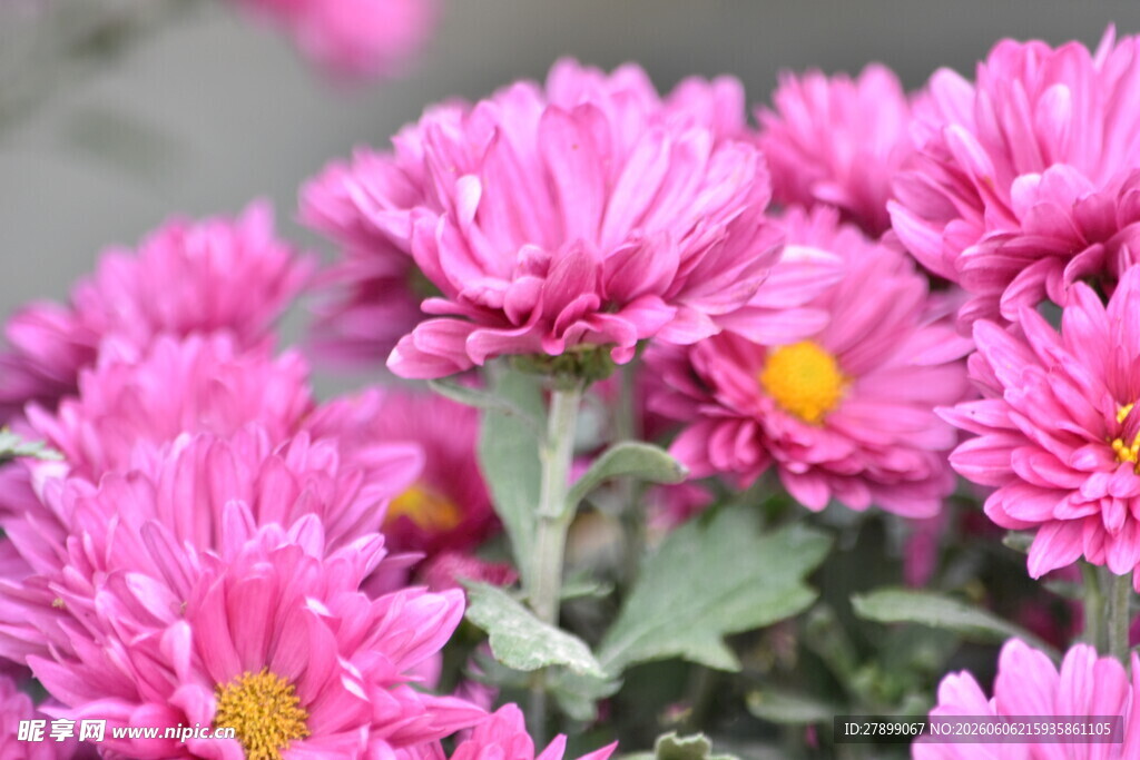 菊花
