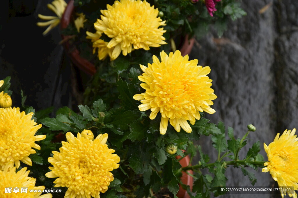 菊花