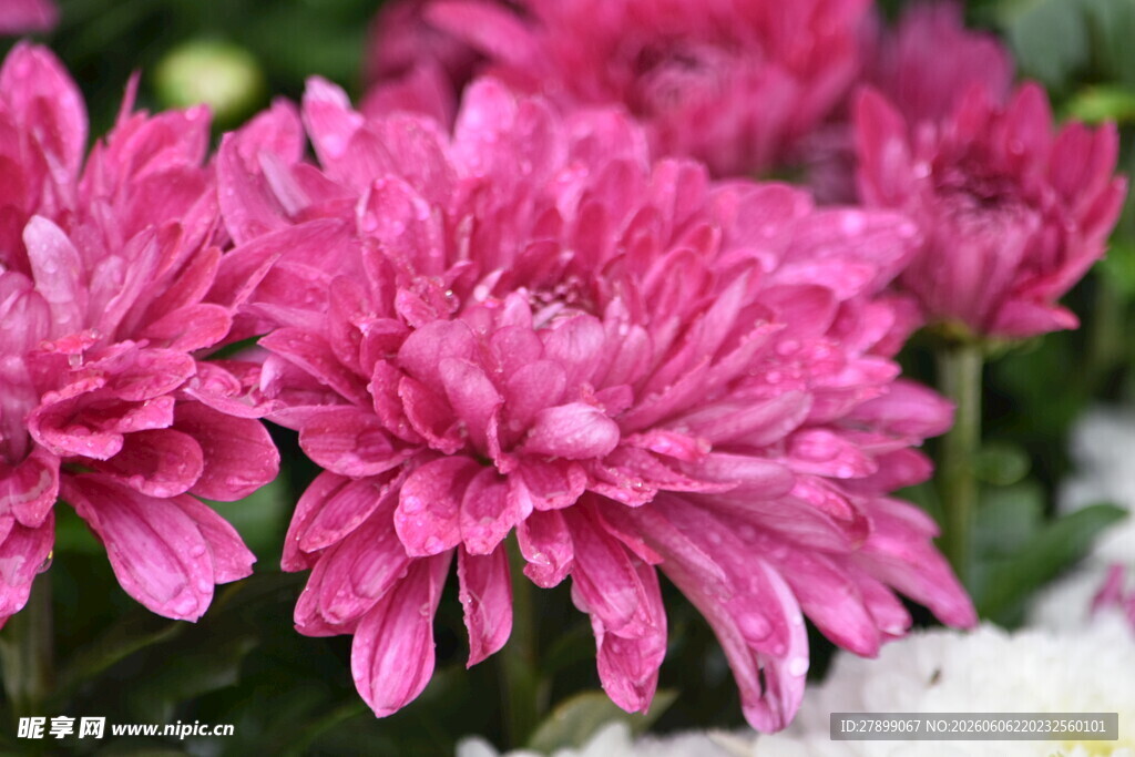 菊花