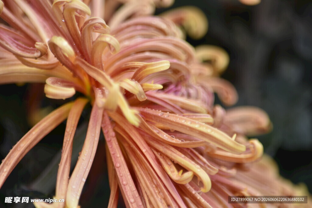 菊花