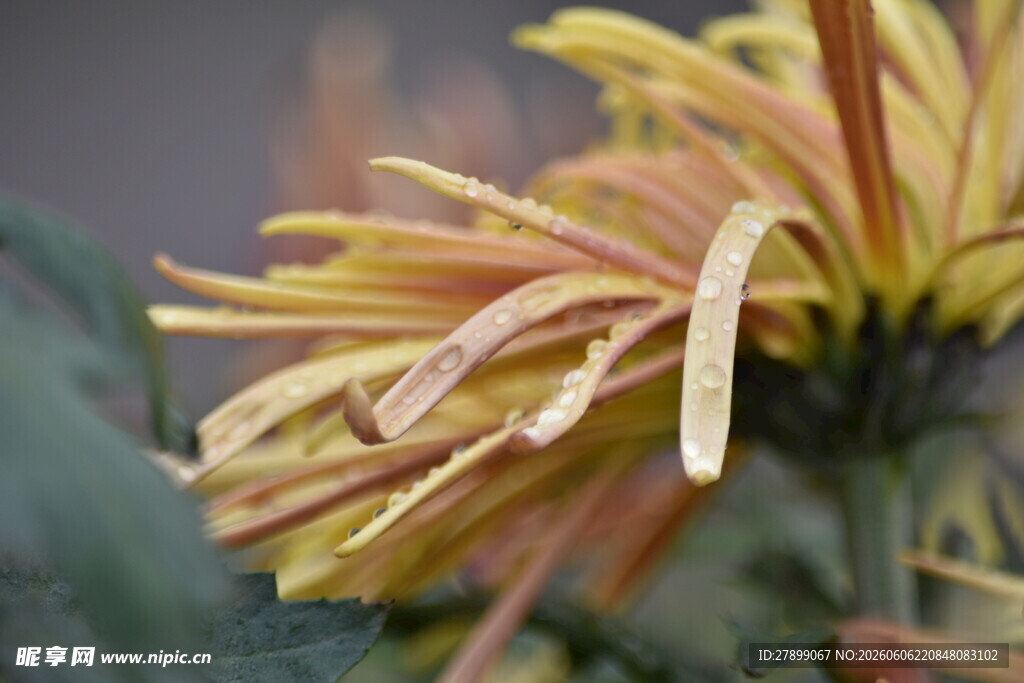 菊花
