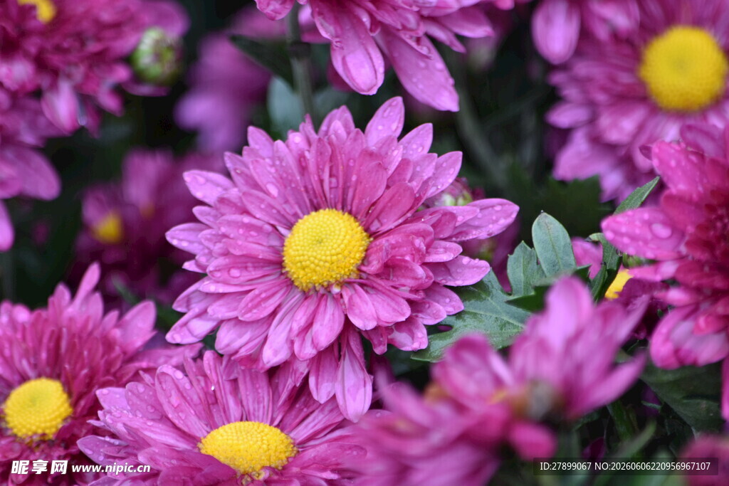 菊花