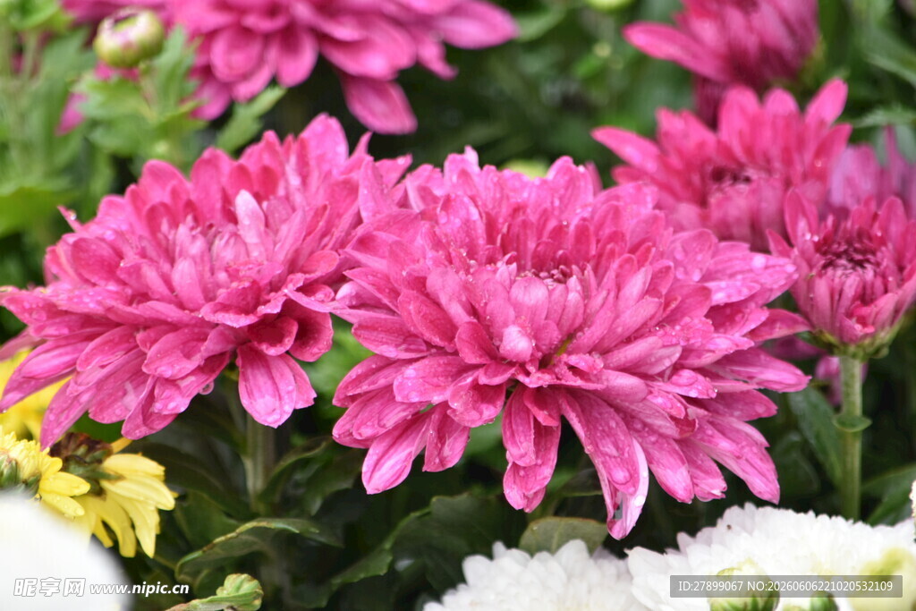 菊花