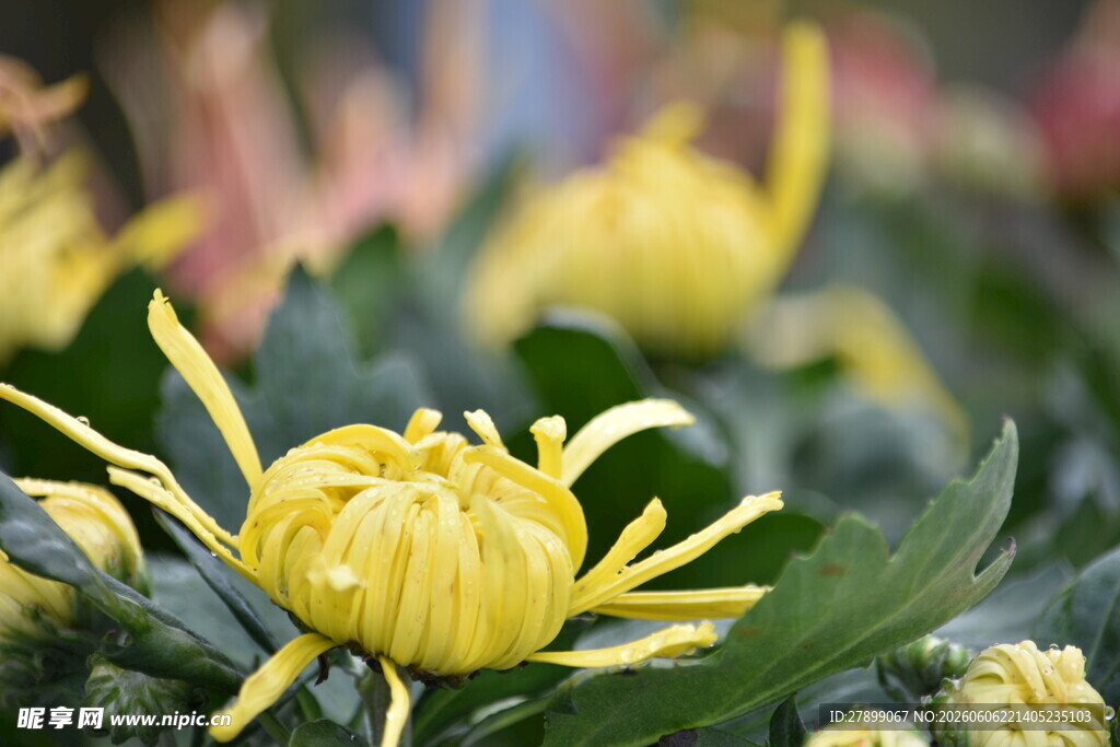 菊花