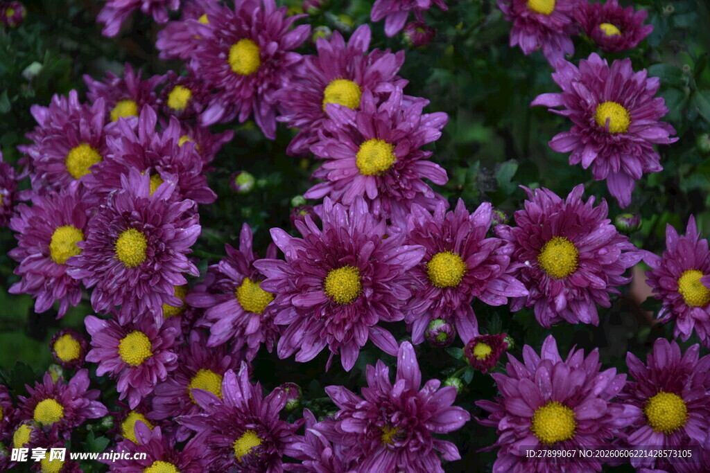 菊花