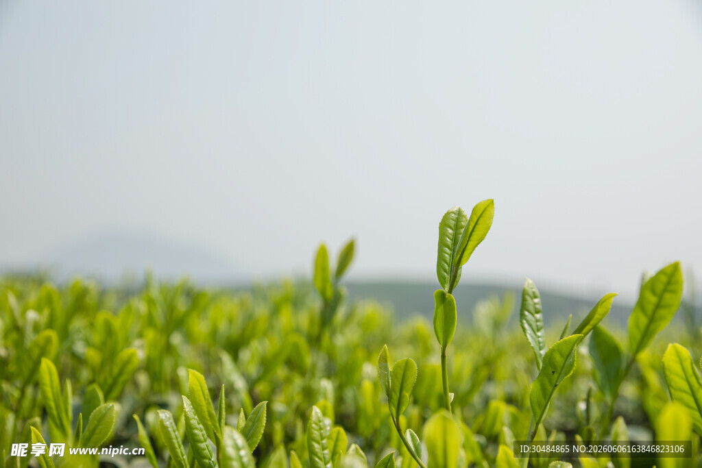 茶山