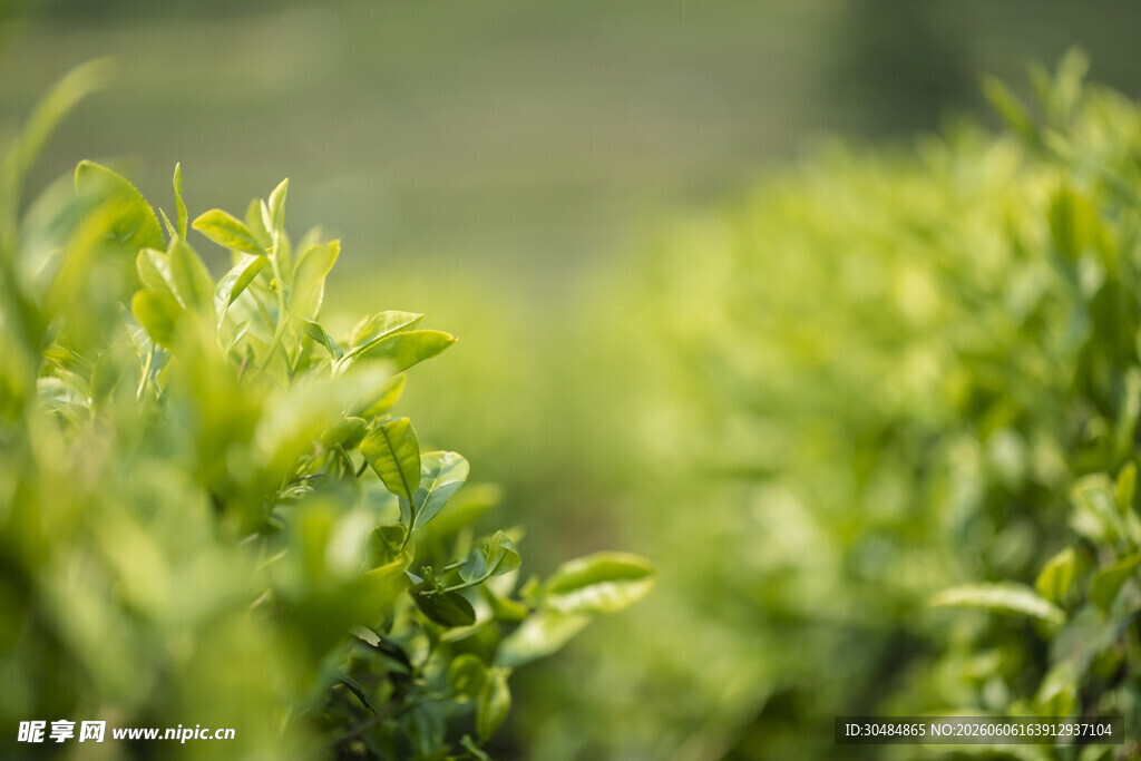 嫩绿茶叶生机盎然