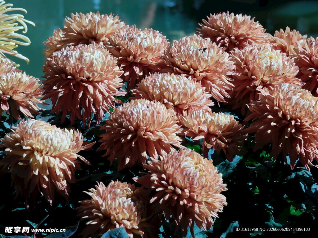 绽放的橘色菊花