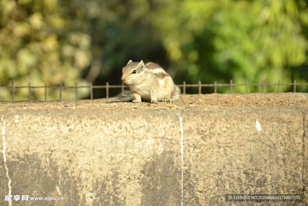 墙头松鼠