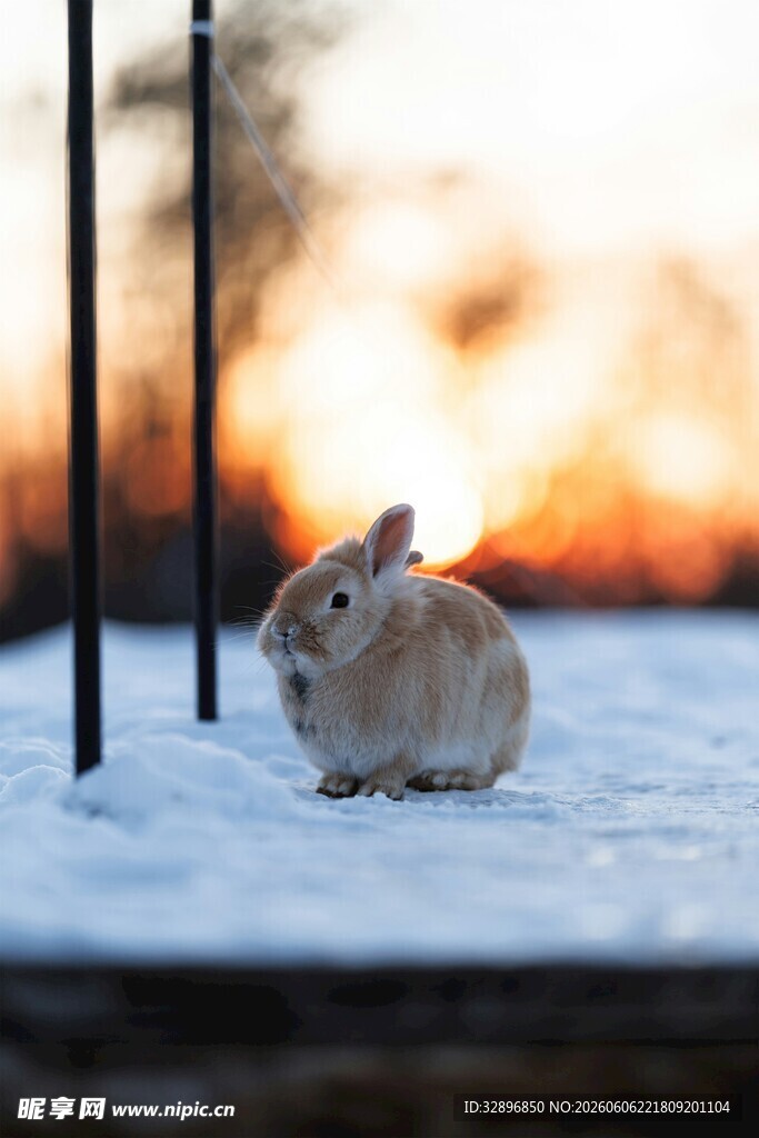 雪地中的可爱兔子