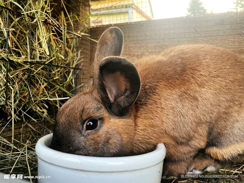 兔子埋头进食的可爱瞬间