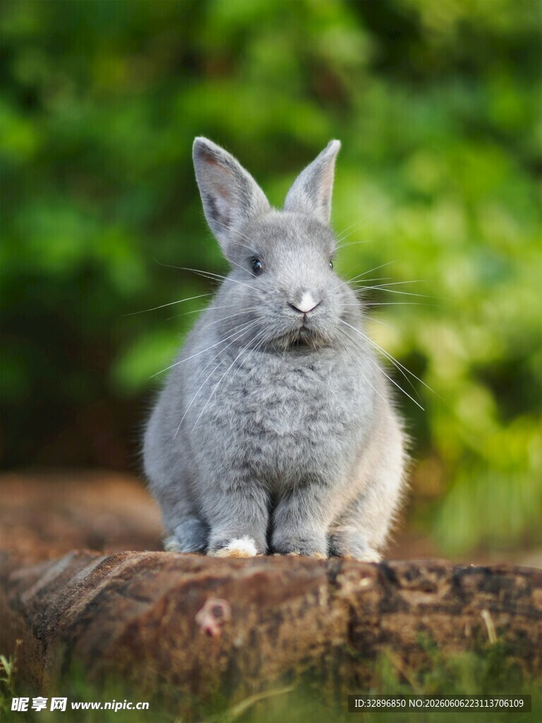 灰兔坐于木上