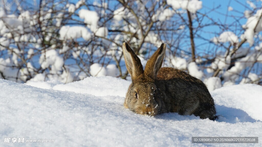 雪地中仰头的可爱野兔