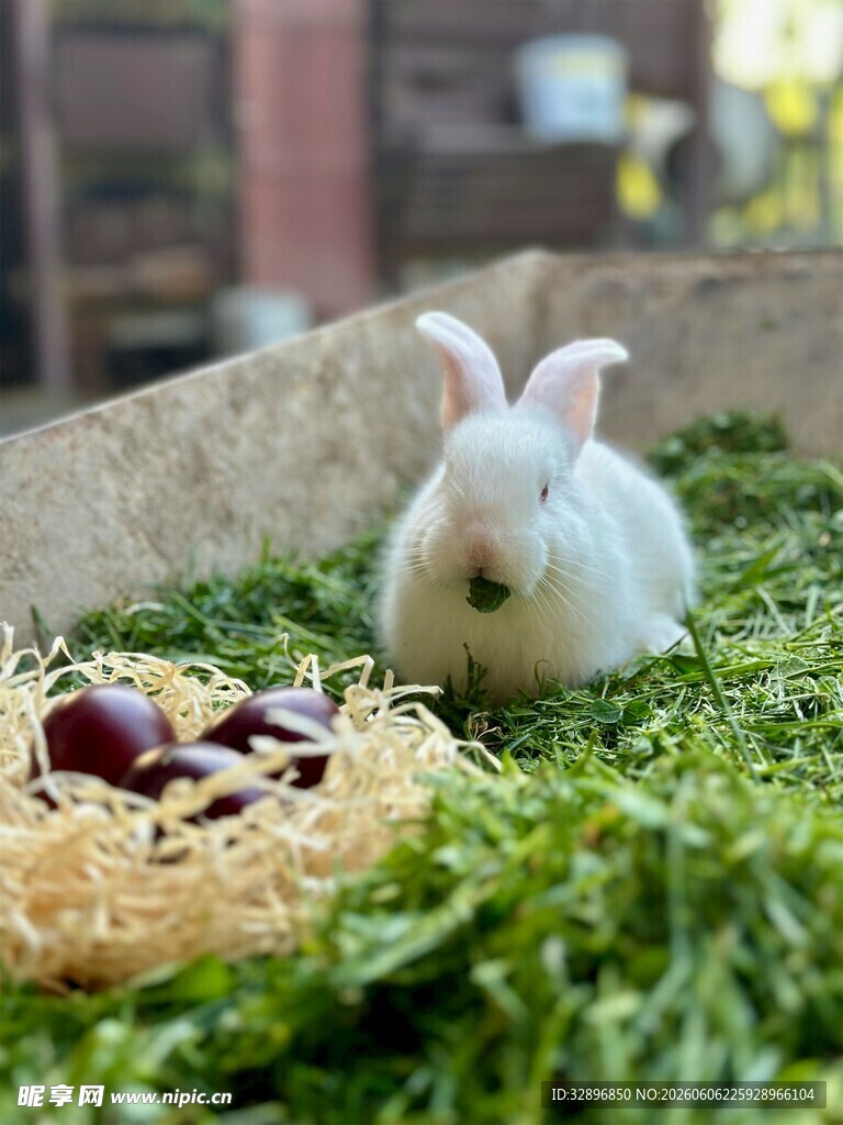 白兔卧于绿草间与蛋旁