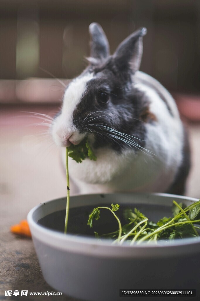萌兔进食新鲜嫩绿蔬菜