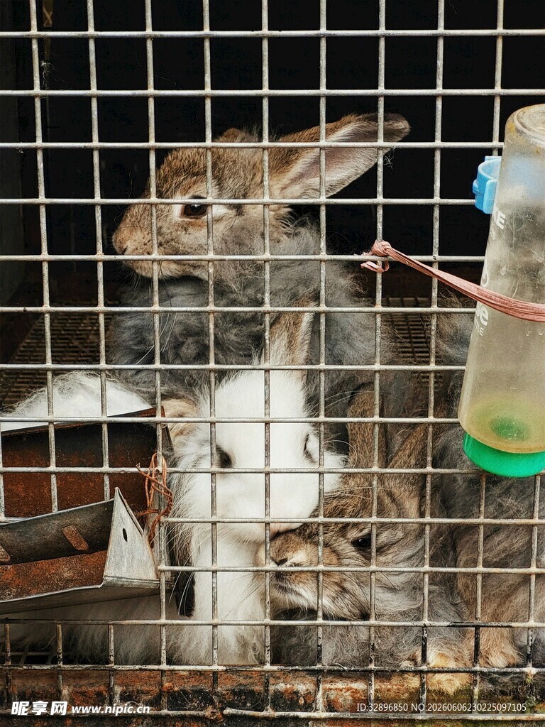 笼中白兔