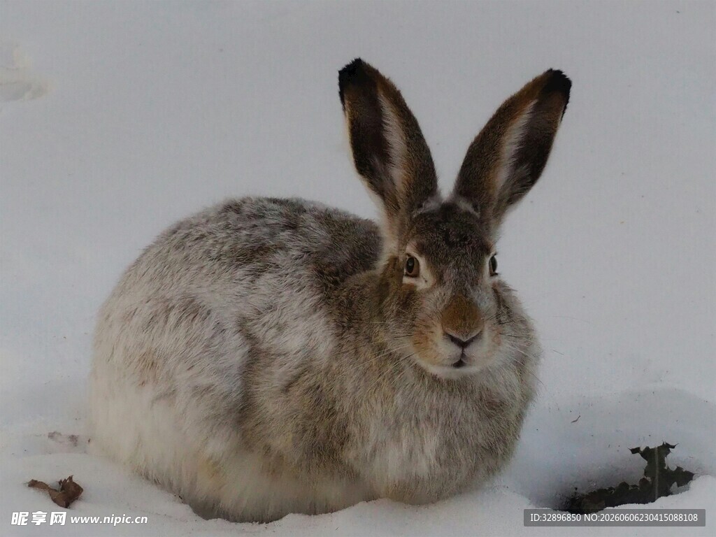 雪地中的野兔