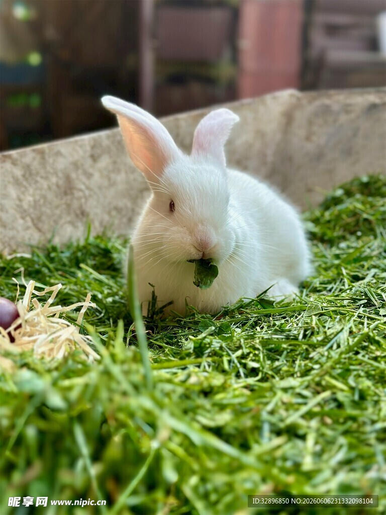 白兔卧于绿草地中
