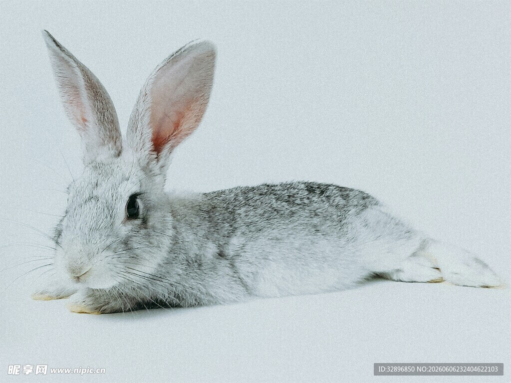 趴着的灰白兔子