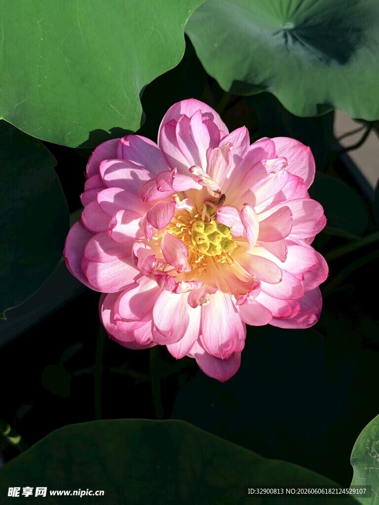 娇艳粉色荷花绽放