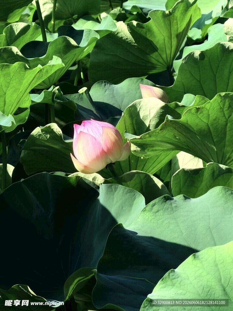 含苞待放的美丽荷花