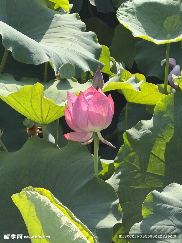 娇艳荷花绽放于绿叶间