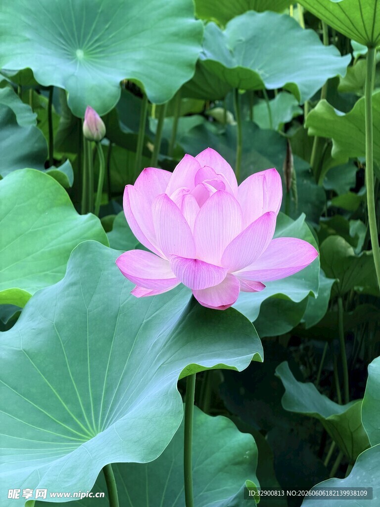 粉色荷花绽放于荷叶间