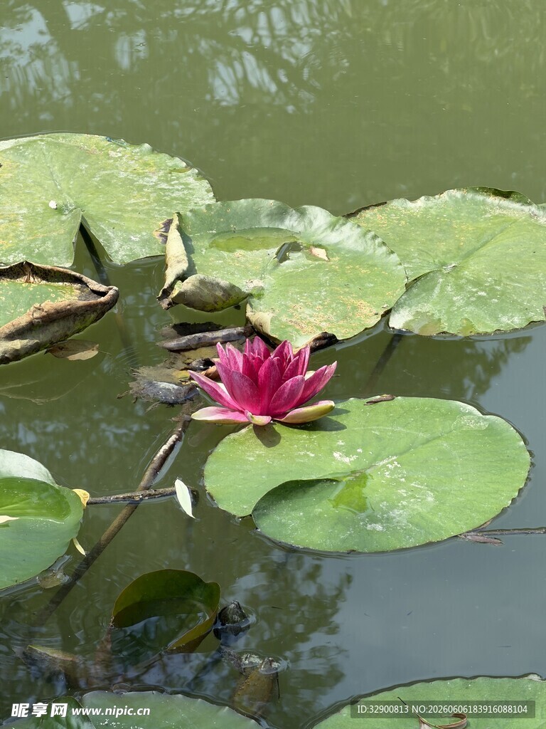 水中绽放的娇艳红睡莲