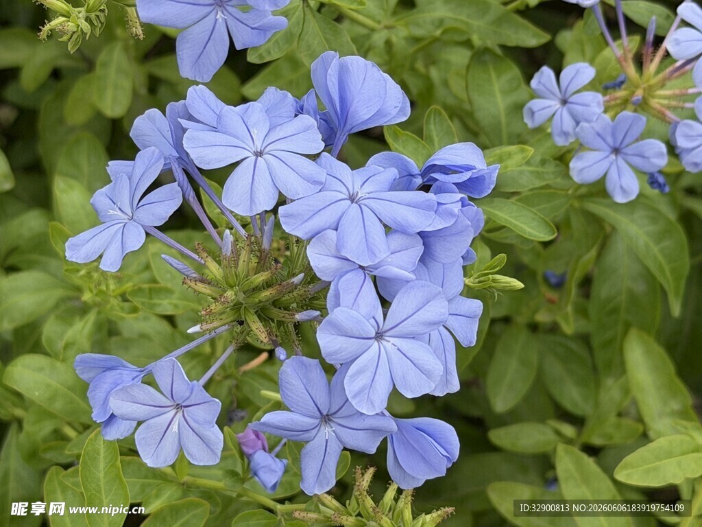 蓝雪花