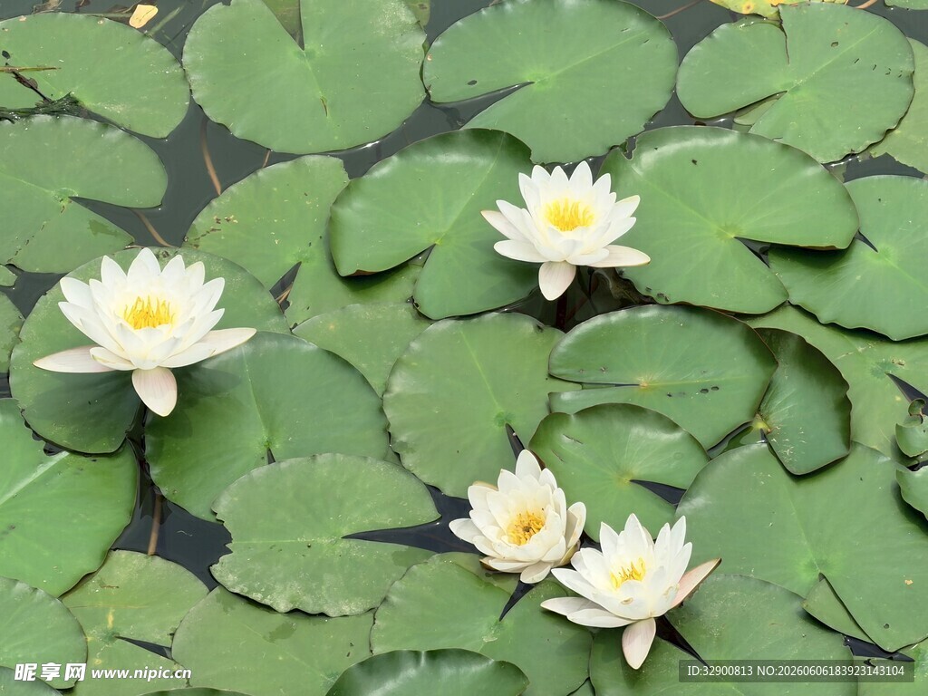 水面上绽放的白色睡莲