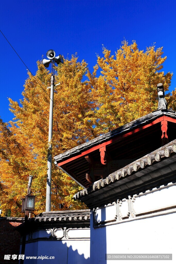 秋日古建旁的金黄树木