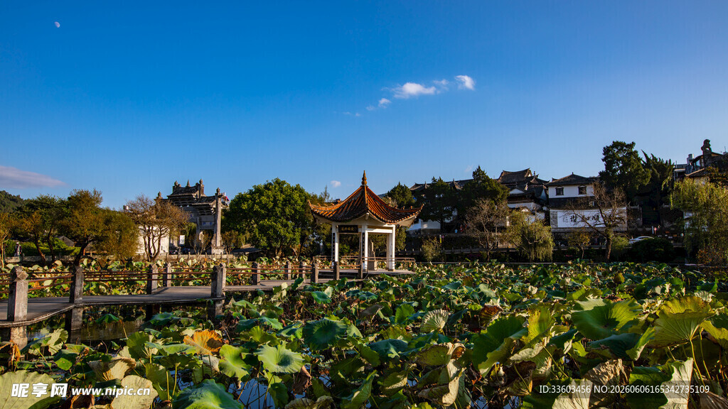 荷塘美景