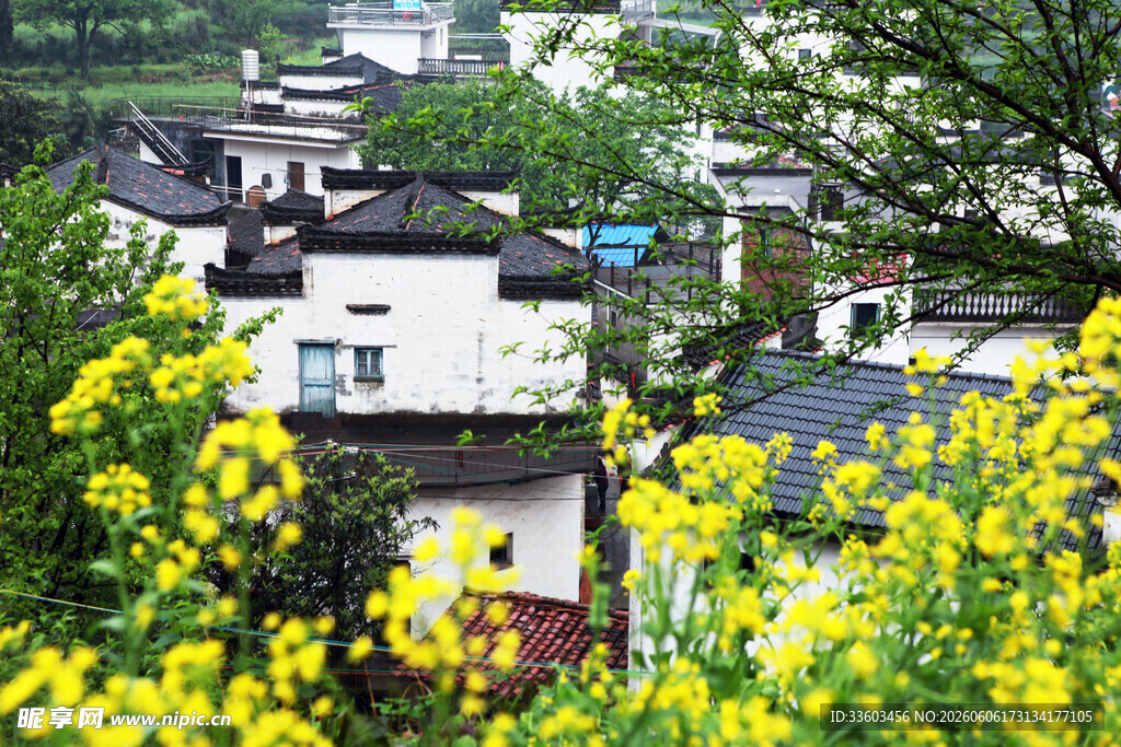 春日乡村油菜花与民居