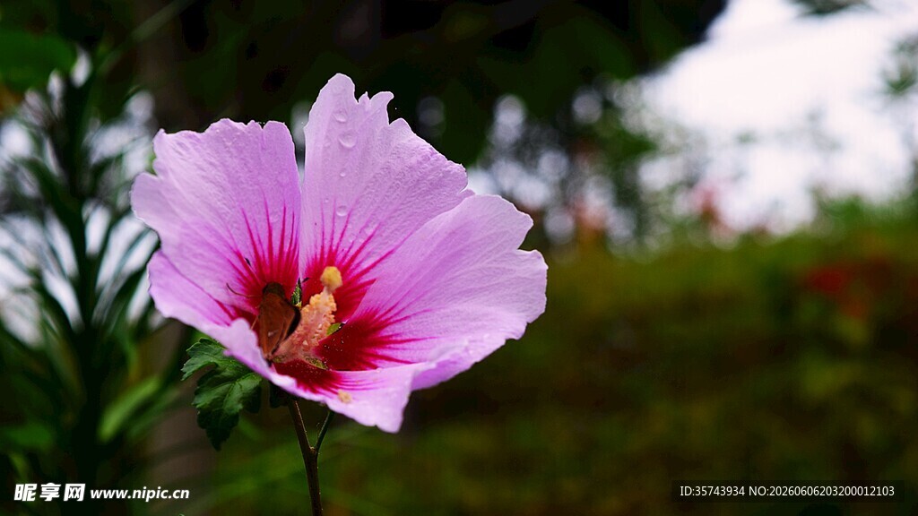 娇艳粉色木槿花特写