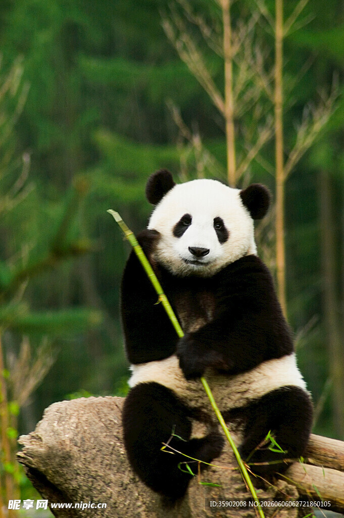 憨态熊猫坐享翠绿竹子