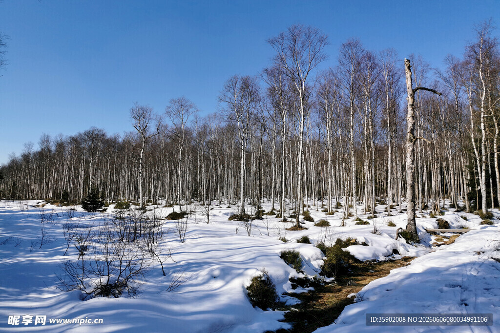 冬日雪林河畔美景