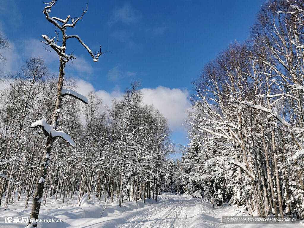 冬日雪景林间小道
