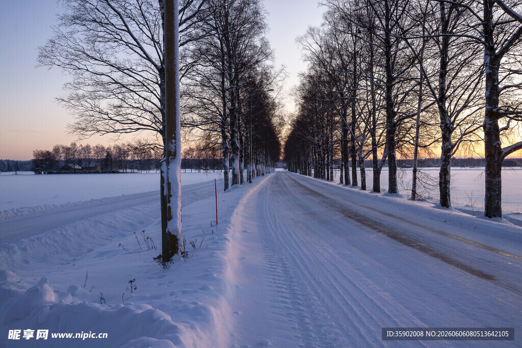 冬日雪路静谧树林之景