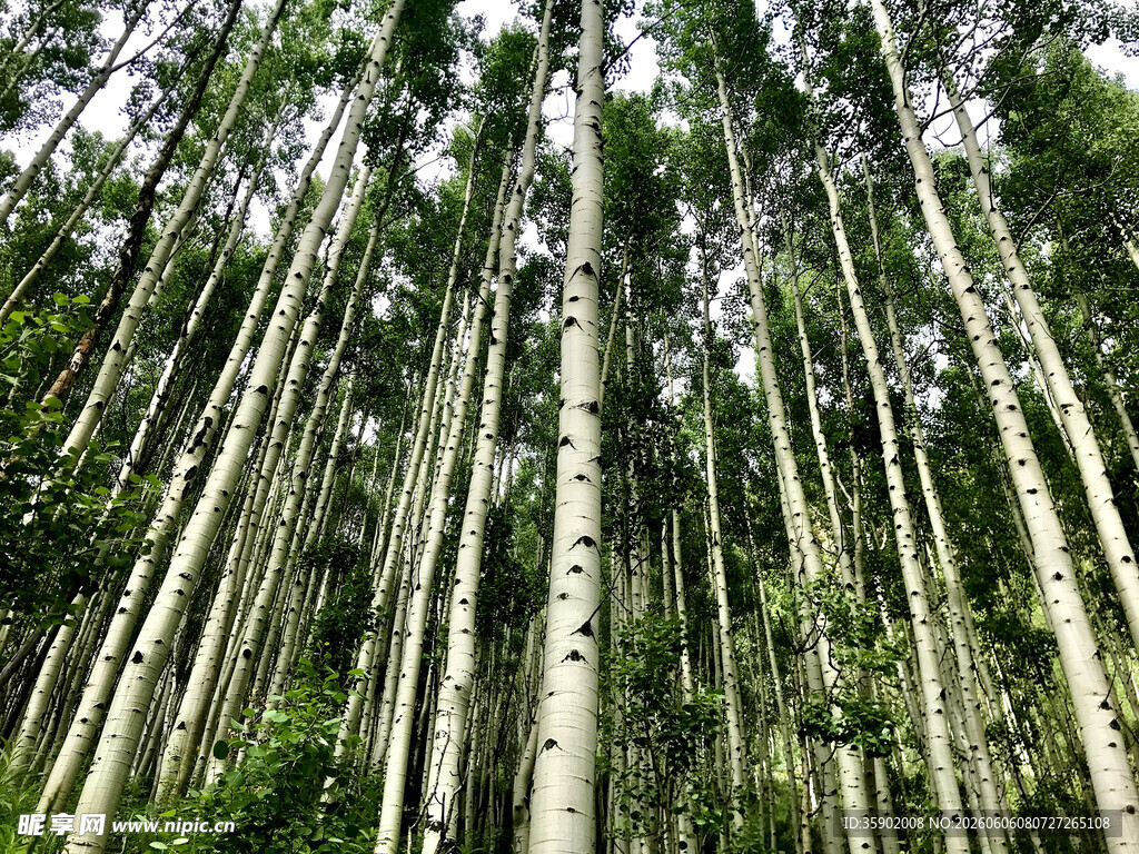 高耸入云的笔直树林景观